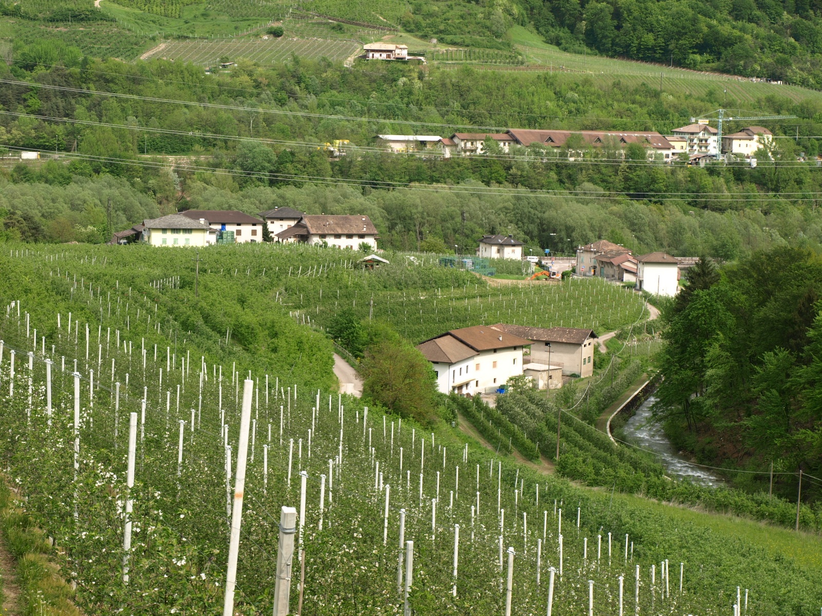 8-Cressino