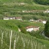 Cressino